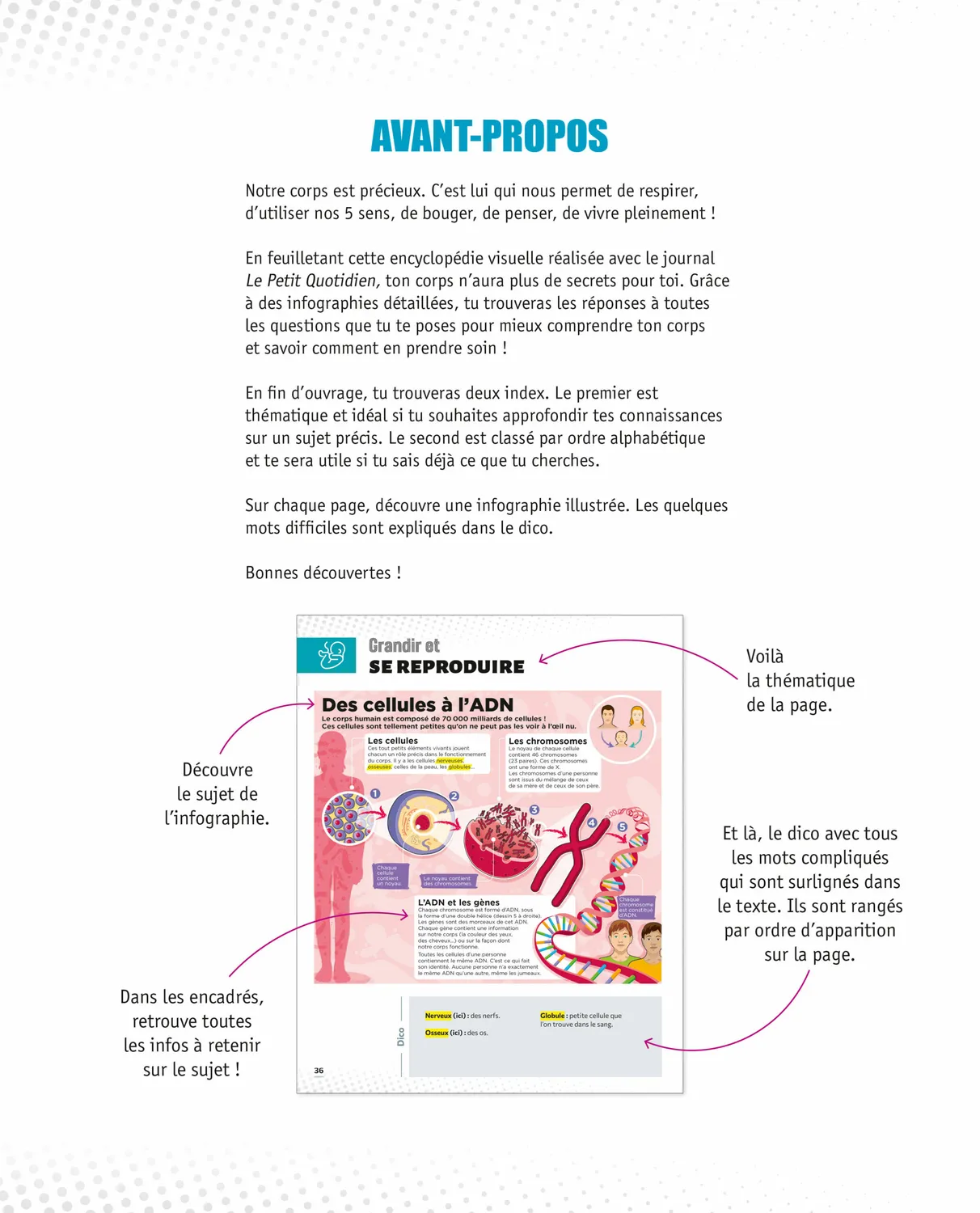 Le Petit Quotidien L'encyclopédie visuelle Corps humain livre enfant