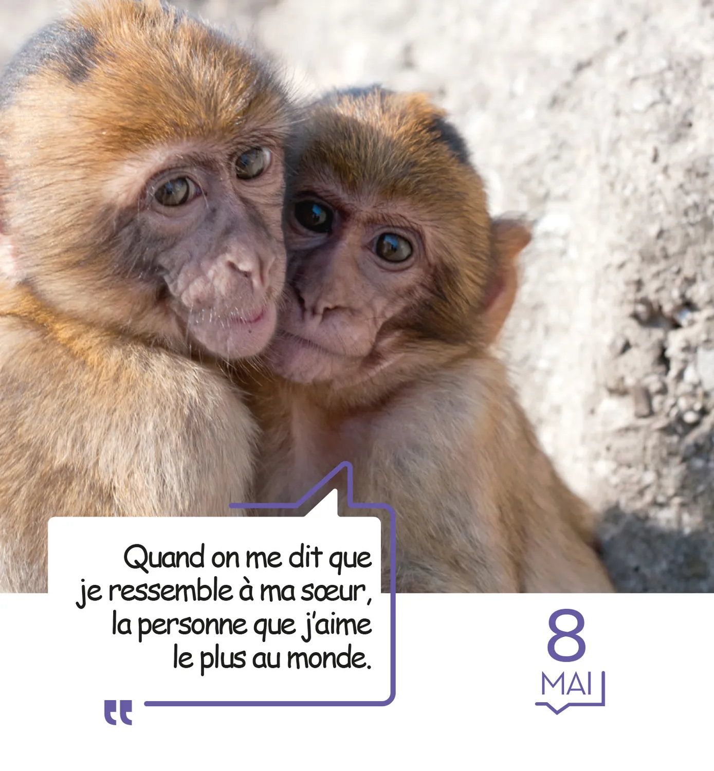 Frigobloc 365 mèmes hilarants mini calendrier humour