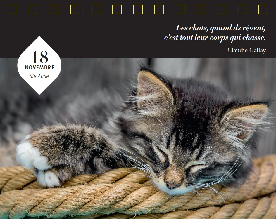Frigobloc 365 jours Chats et chatons calendrier chevalet