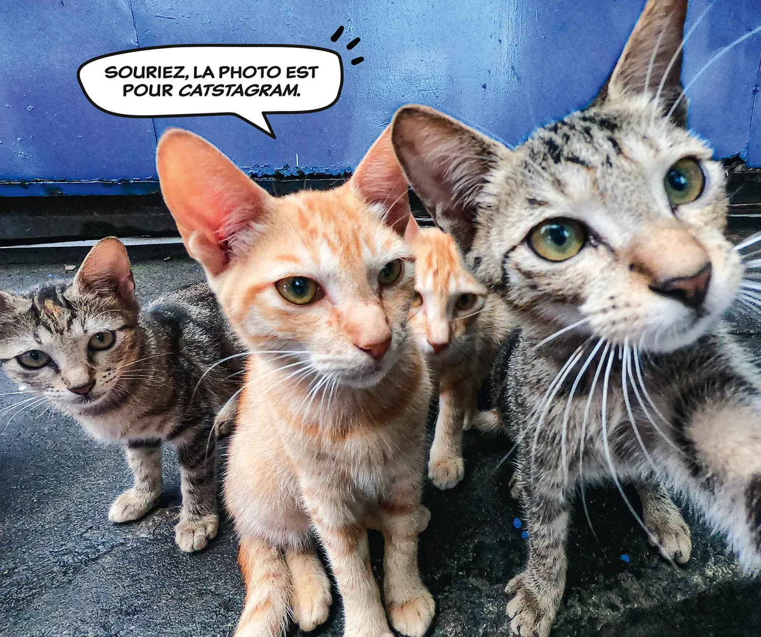 Frigobloc Mini Chats Rigolos 2027 calendrier familial 16 mois aimant