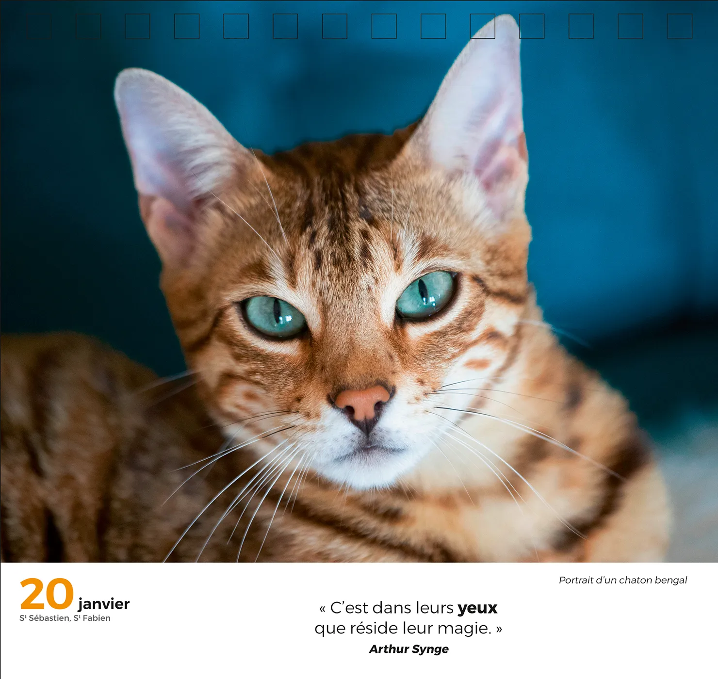 Géo 365 Jours Adorables calendrier chevalet chats et chatons