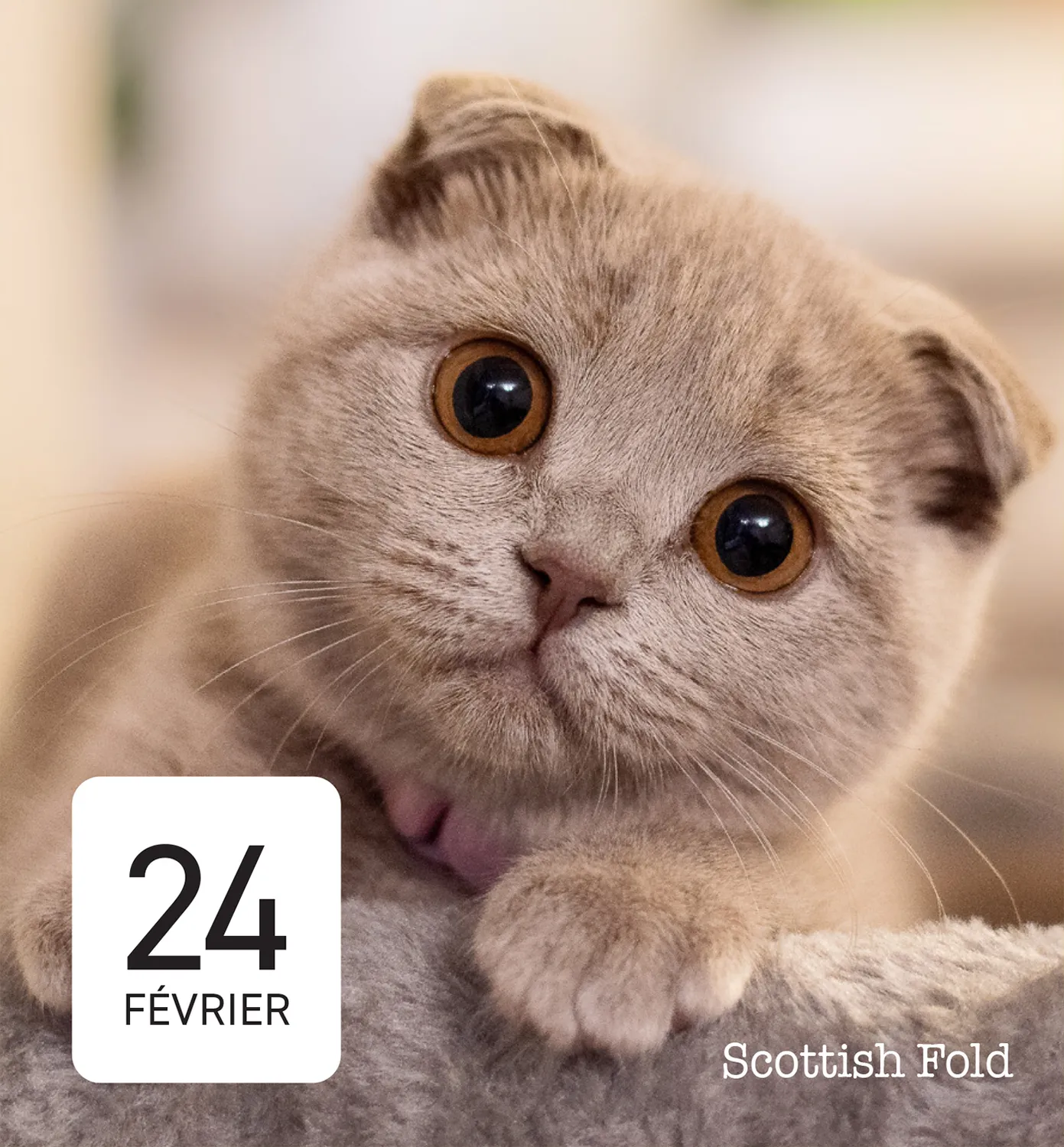 Frigobloc Mini calendrier 365 amours de chats éphéméride