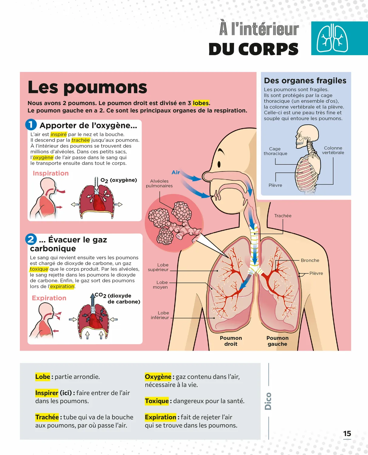 Le Petit Quotidien L'encyclopédie visuelle Corps humain livre enfant