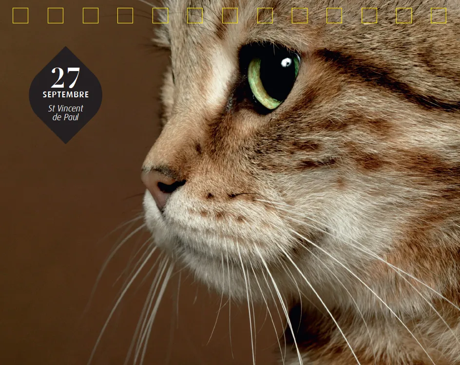 Frigobloc 365 jours Chats et chatons calendrier chevalet