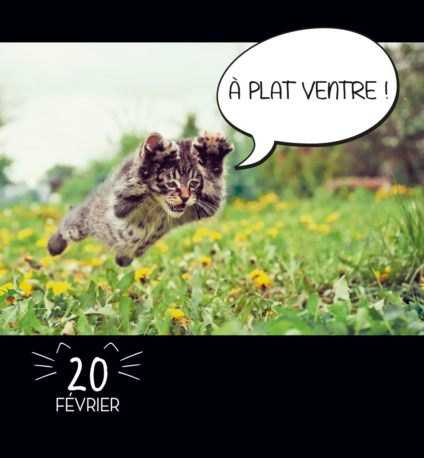 Frigobloc LOL Cats mini calendrier 365 jours chats
