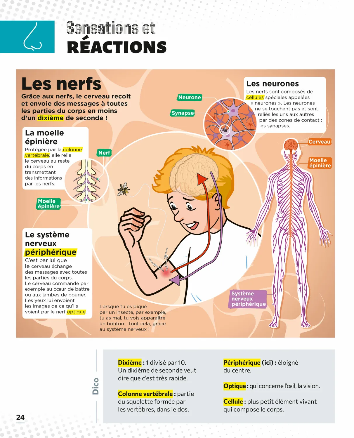 Le Petit Quotidien L'encyclopédie visuelle Corps humain livre enfant