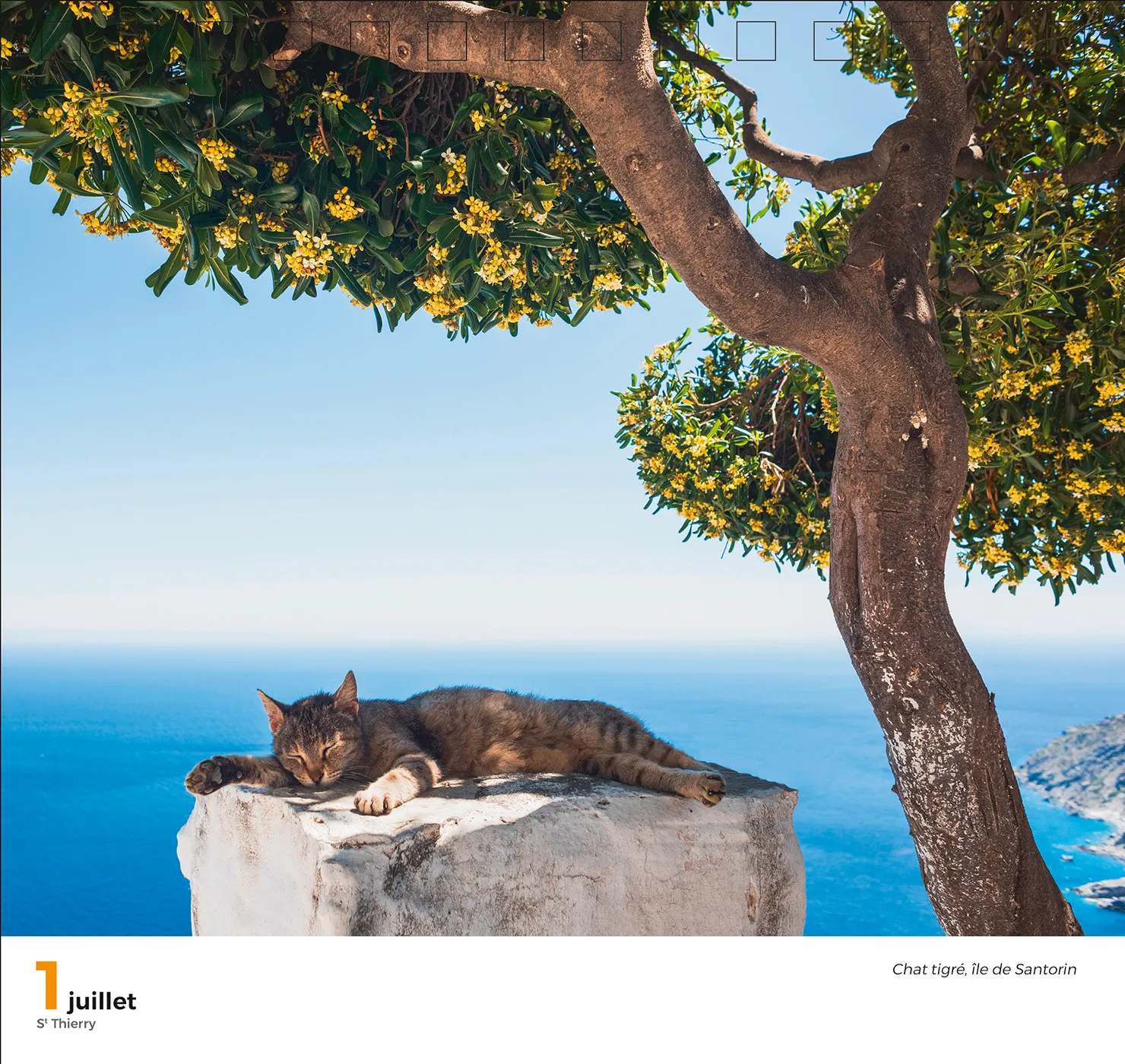 Géo 365 Jours Adorables calendrier chevalet chats et chatons