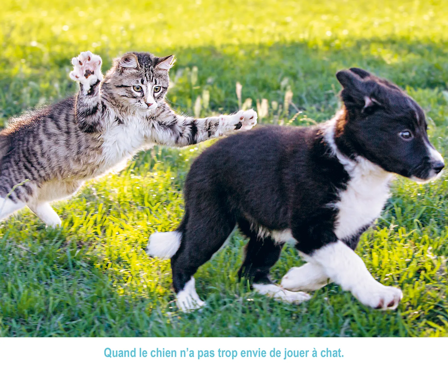 Frigobloc Mini Chats Rigolos 2027 calendrier familial 16 mois aimant