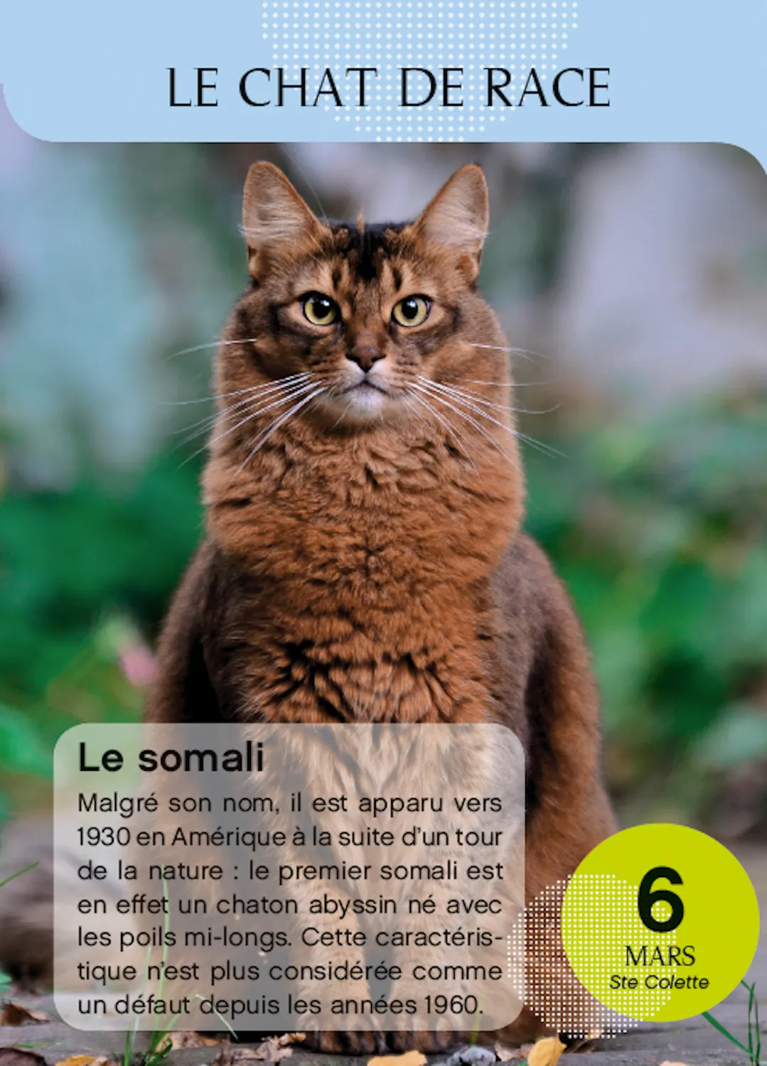 Frigobloc Amours de chats en 365 jours calendrier à bloc chats